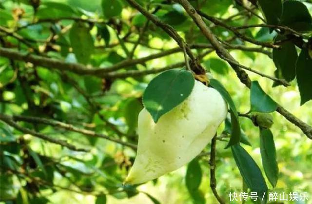 农村孩子常吃的6种野果,茶泡上榜,城里人可能只认识2种