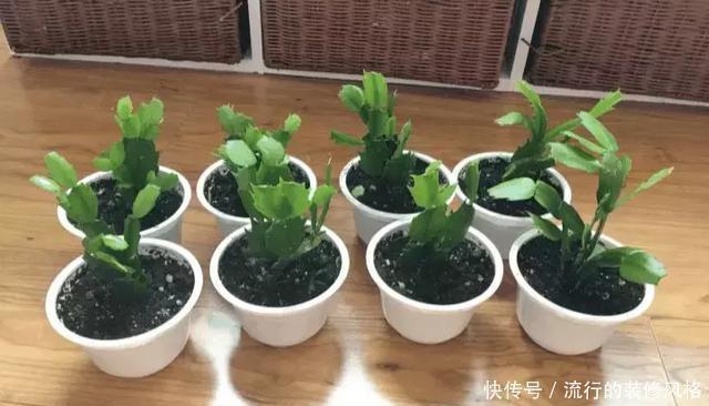 浇水|蟹爪兰喝点它,秋天连开100朵,叶子肥得直滴油