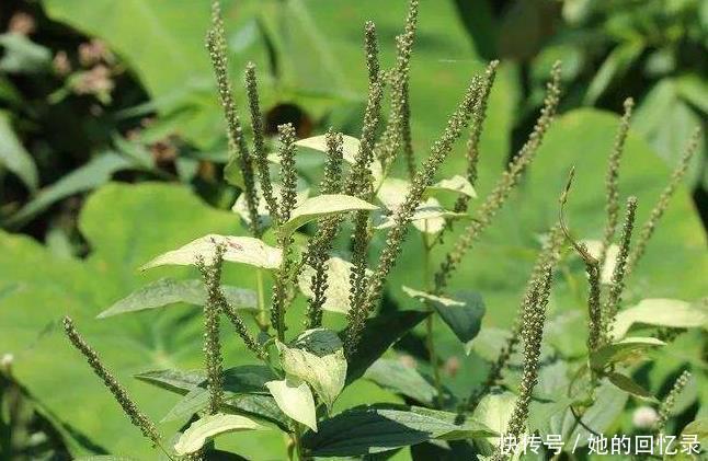 解毒草|农村的一种野草,被称“解毒草”,可清热解毒祛风通络,治疗牙痛