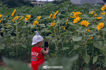 花展 湖南省植物园向日葵之约来了！
