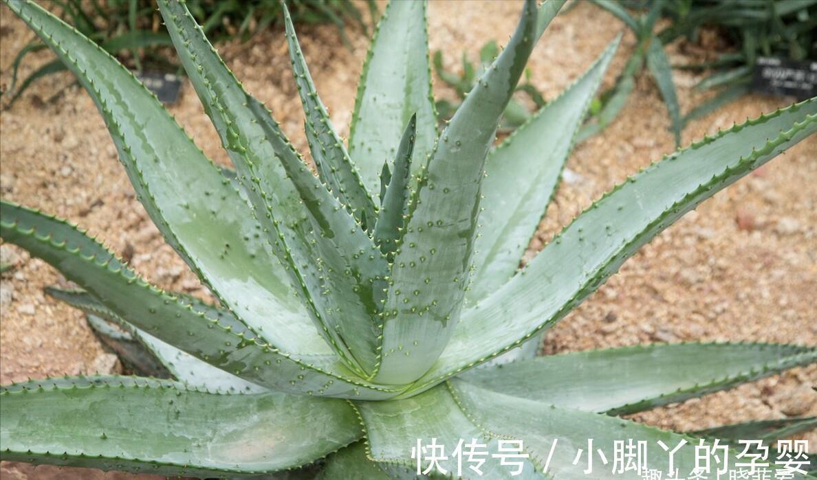 冬季养花，了解“七忌”，简单实用，安全过冬