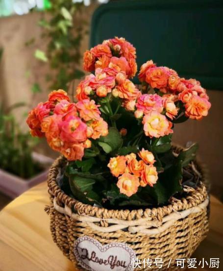 长寿花长出花苞后,长时间不开花?2个动作催一催,轻松爆花