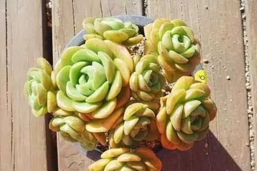 飘香|4种自带香味的多肉，窗台养一盆，满屋子飘香，你养过几种？