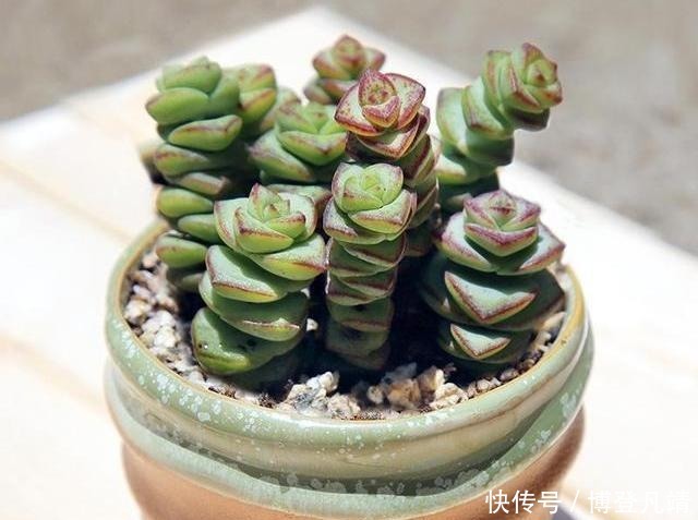 多肉钱串底叶干,避开此“误区”,养出串串“小铜钱”,美美哒