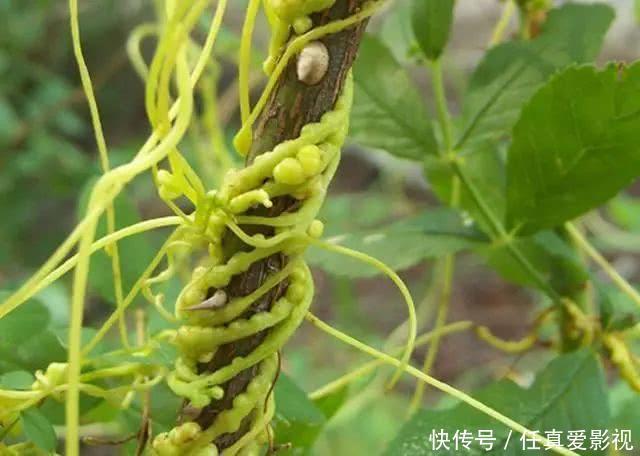 这种野草是寄生植物,藤条满山爬,价值珍贵作用多,人称黄丝藤