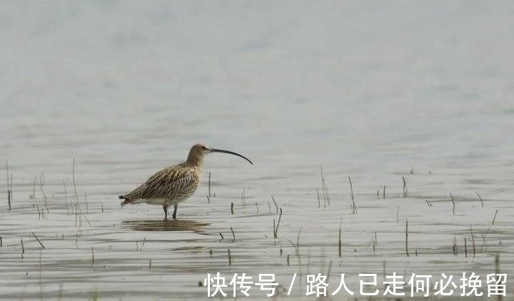 小杓|泰山脚下，时隔六年再一次记录到小杓（sháo）鹬（yù）！