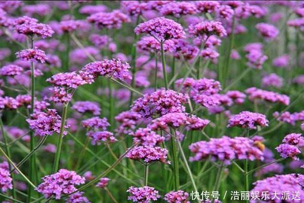 喜欢菊花,不如养盆“高档玫瑰”爱心,高贵冷艳,飘香四溢