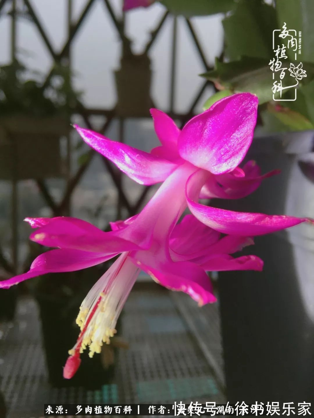 邂逅多肉,爱折腾的阳台党,总能收获简单纯粹的快乐!