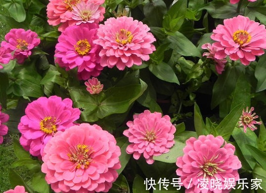 高颜值|在家养花，不如养些高颜值的菊花，高端大气又美观，花香清新脱俗