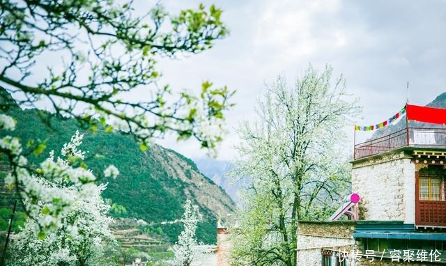 这里比甲居藏寨隐蔽，百年梨花开满山，仿若世外桃源