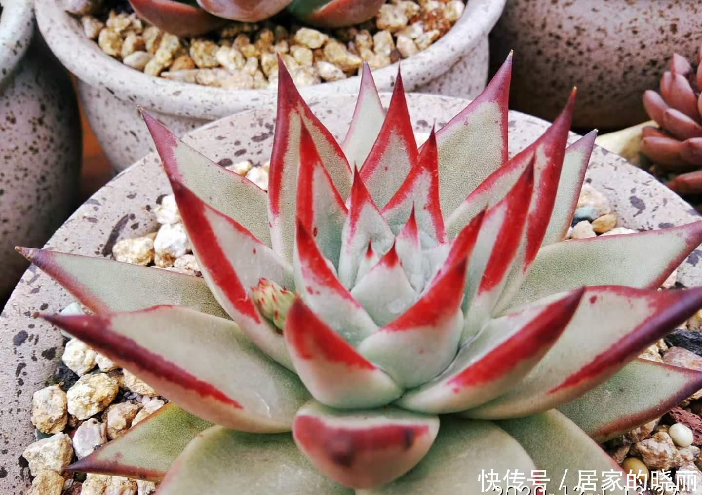 冬天所有的东云系多肉都冒出了花箭,是将它们留着还是剪掉好呢?