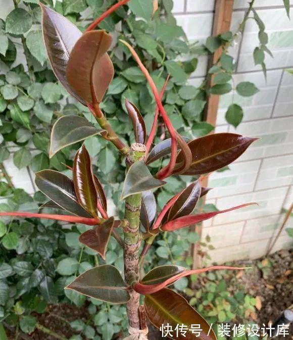 花友|7种花,现在要砍头,冲天炮变成爆炸头