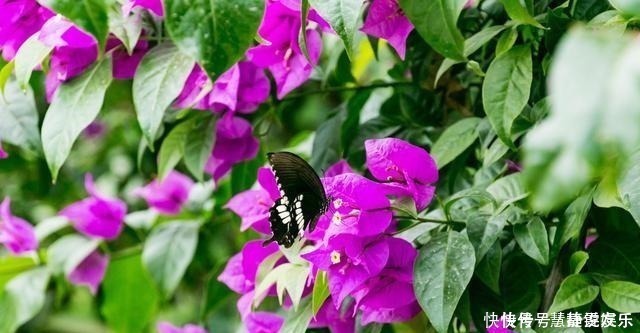 口味|三角梅口味重,爱喝这种水,花开不停歇,非常漂亮