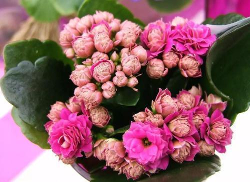 长寿花有2个养护时期，做好这几点，花期长达3个月，赏花真尽兴