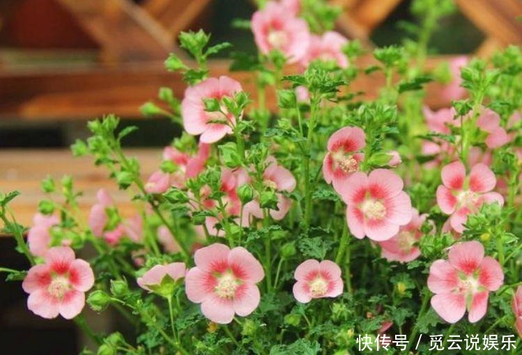 香味|惹人怜爱的4种花,散发有水果香味,花期超长,一年四季都开花