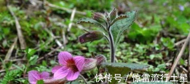 野草|农村山里的一种野草，根却是稀罕物，像人参一样，如今价值珍贵