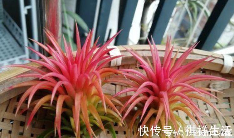 4种花不仅长得漂亮,名字也好听,层层交叠,烂漫迷人眼