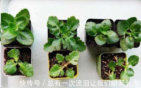 秋天6种花随便扦插都能活,生根发芽快,家里已经没空花盆啦