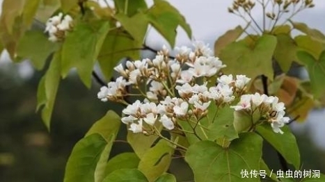 油桐落叶都是药材，功效让人惊喜！看完后整个村都在捡落叶！