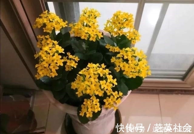 冬天如何使用“磷酸二氢钾”给长寿花促花?