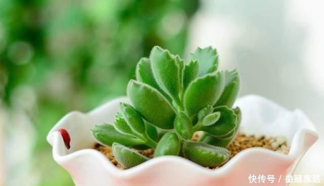 这几种药片,过期也不能扔,养花很有用