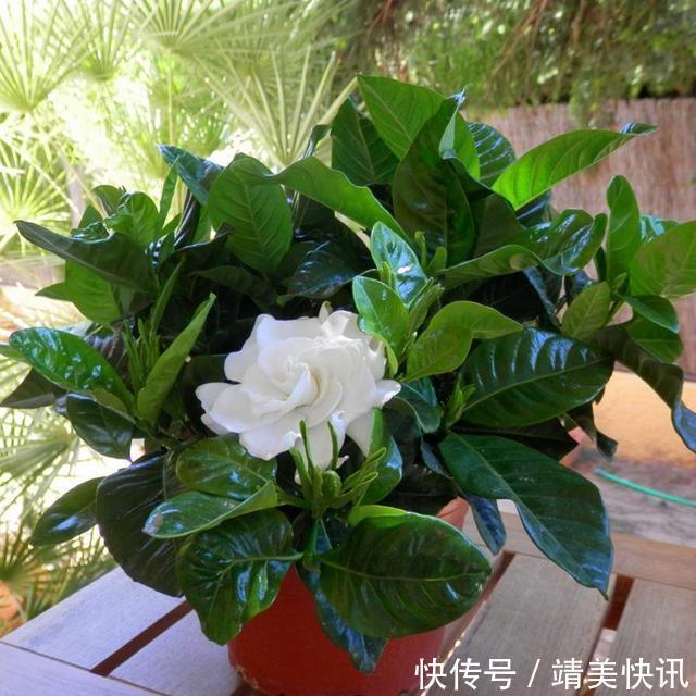 到了这个月份,栀子花“修剪”提上日程,明年开花就靠这几刀