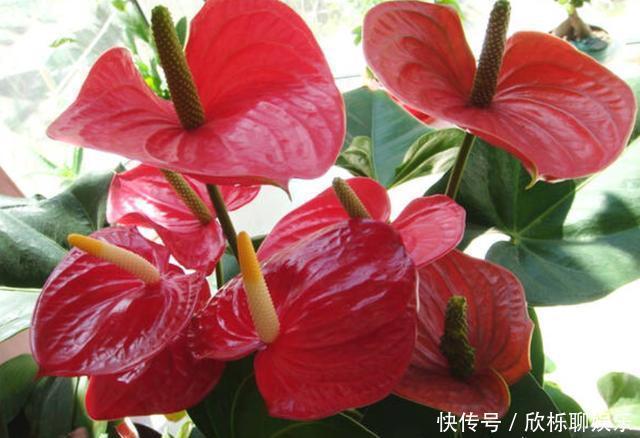 生根液|红掌烂根不要怕,教你几招,轻松救活,新叶不断冒,花开不停