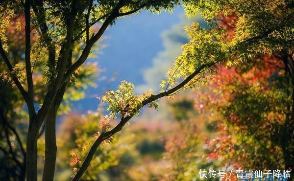 飘红|蓝山：枫叶飘红醉游人