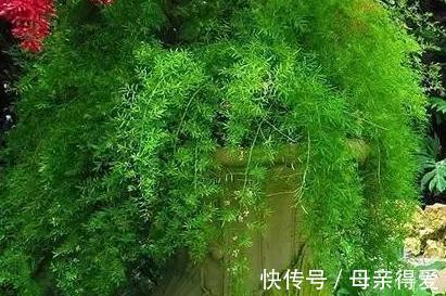 不会养文竹,抓住5个生长关键点,剪几刀,文竹长出几米高