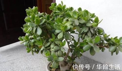 4种植物,一长高就得剪,剪晚了影响开花,别忽视!