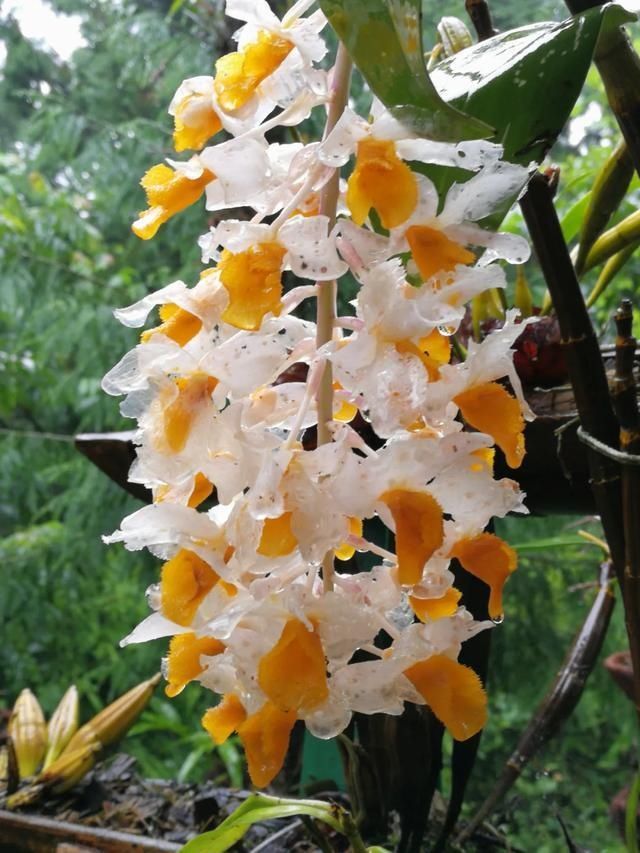 还魂草|“仙斛兰韵”的石斛花