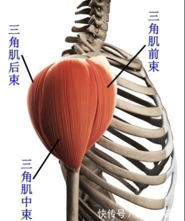 肩胛骨|如何锻炼三角肌后束?4个动作每周练2次,提升肩部肌肉立体感