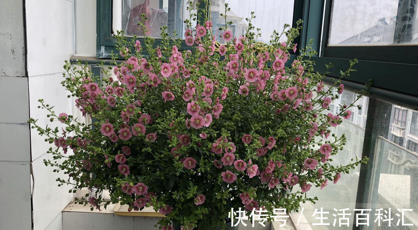 全年|绿化植物之一小木槿,开花堪比机器,好看又好养,全年无休