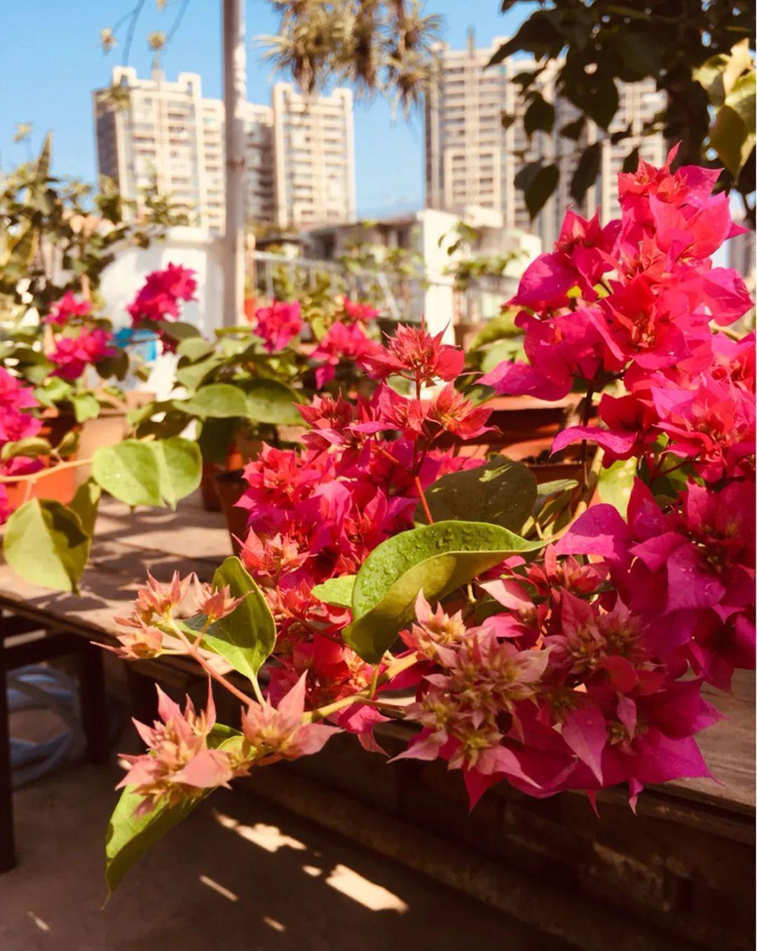 准备好，这花下个月要开，赶紧施肥、催花