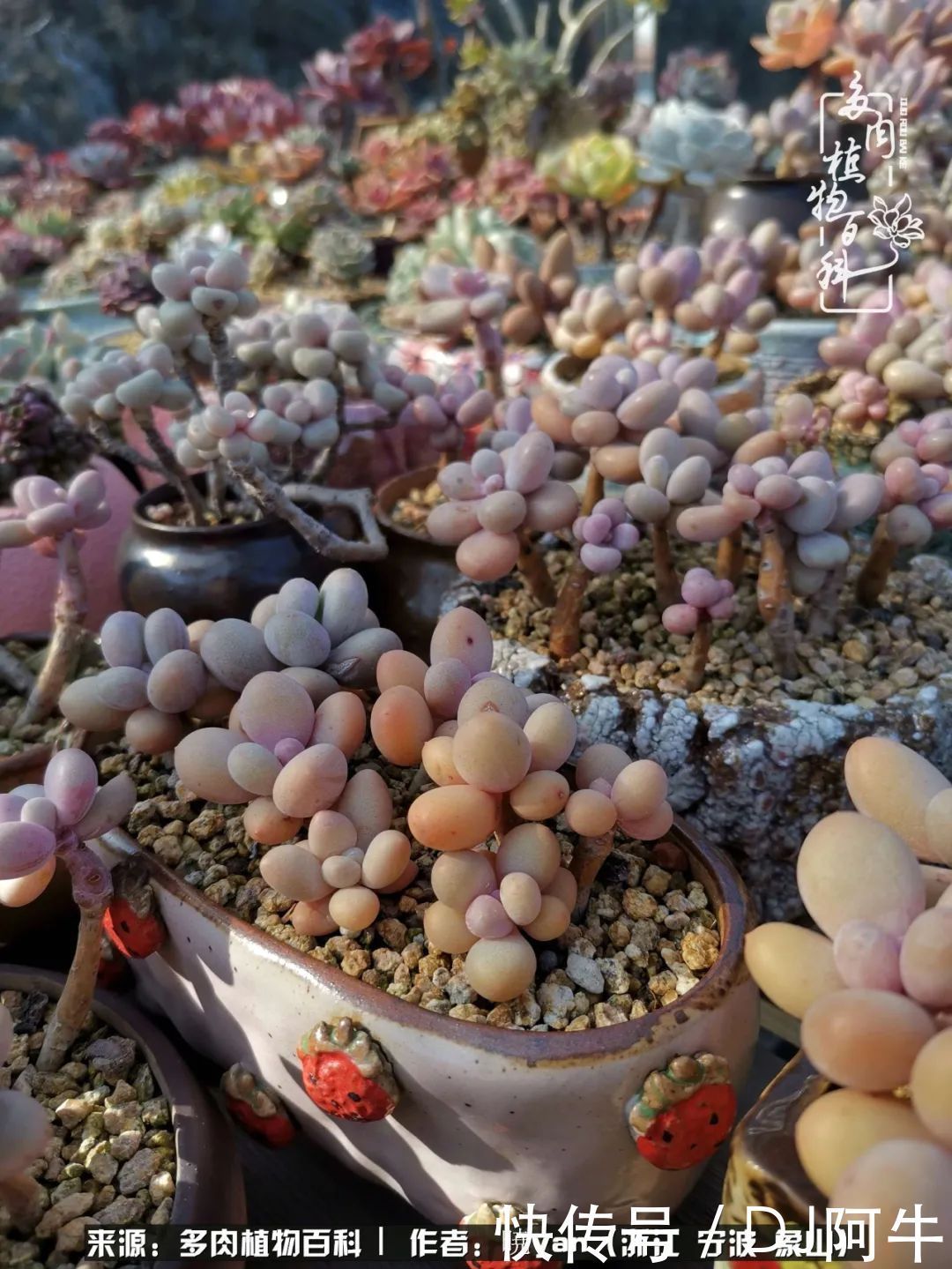 入多肉坑八年,始于初心,一切但求无愧于心