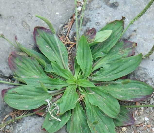 穷人|过去是穷人的“救命菜”,晒干能够泡茶喝,人称尿床草,一斤7元