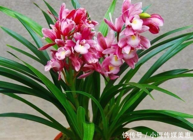 杂交品种|此兰被誉为“兰中香祖”，一年开花6次，花量巨大，花香浓醇持久