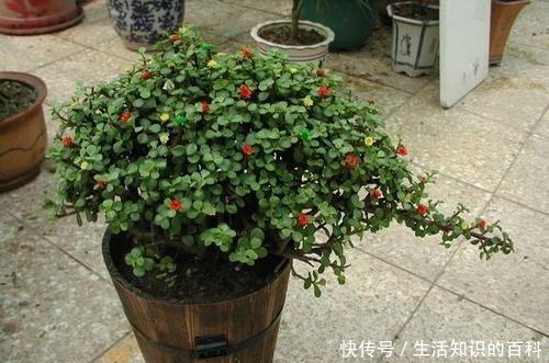 金枝玉叶多修剪,剪出喜爱的造型看着美,养好了长达半米!