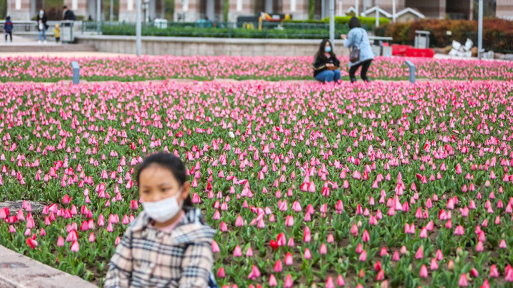 一万个春天的文案，都不如济南郁金香花海来得浪漫，快来打卡