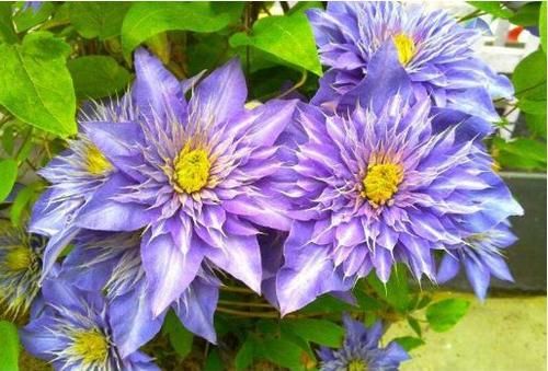  最让人|最让人喜欢的4种花，多季开花，花香四溢，还很好养