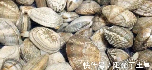 贝壳|现在这个季节吃这个最好，简单方便还便宜，营养更加倍！