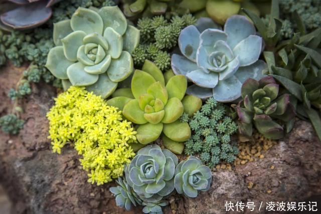 养多肉,花友们“别踩”这3误区,不然养一盆坏一盆