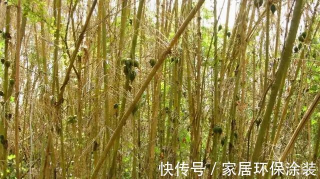 老话|“竹子开花，马上搬家”有啥寓意？不搬家会怎样？3方面带你了解