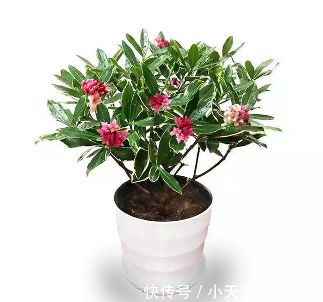 这五种盆栽,除了第二种,其他的大多数花友都没养过