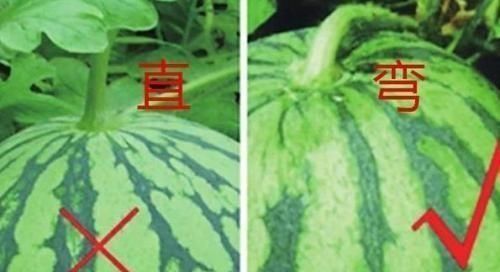 水果|买西瓜时别再拍了,西瓜也分“公母”记住这“4点”一挑一个准