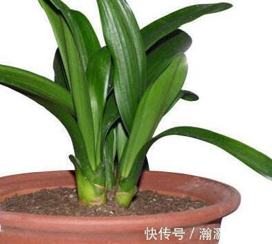 松针土|养君子兰,捡回“2种料”,扔盆里,根系旺,开花多,美极了