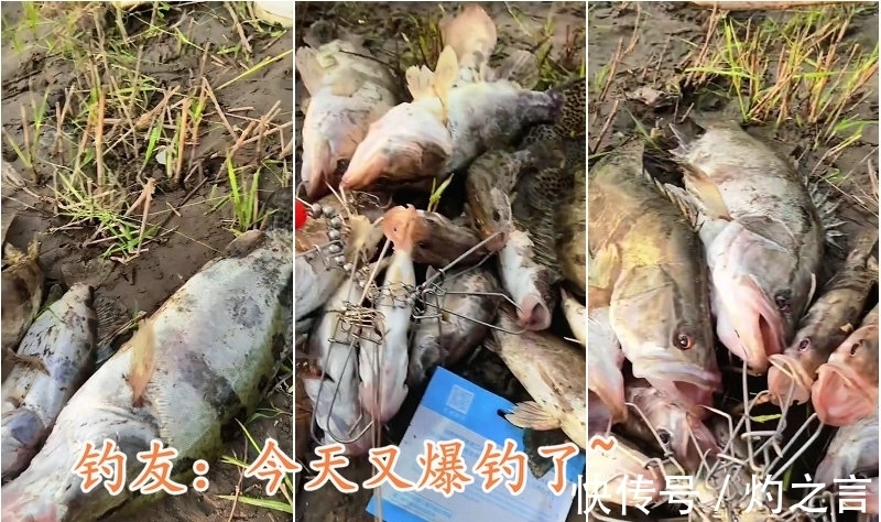 10分钟钓几十斤鳜鱼、翘嘴鱼?江西钓友晒渔获引热议
