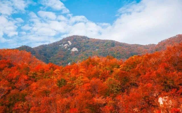 铜山|再不去就晚了！赏枫季来袭，驻马店这些地方的红叶美翻了