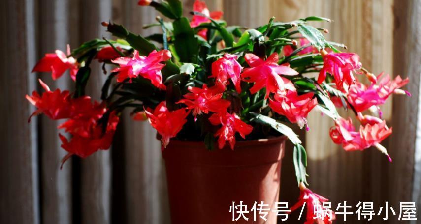 花友|蟹爪兰如何分株、养护防虫害等,该篇文章全部讲透,值得收藏