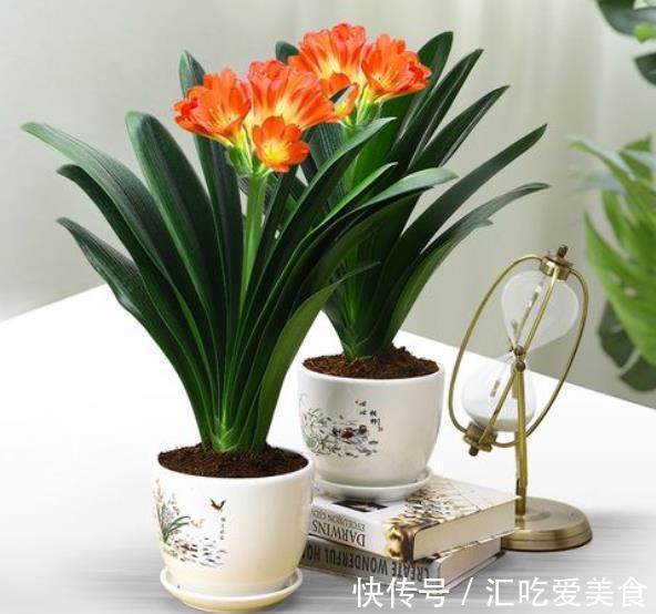 11月君子兰出现“3征兆”,及时做好养护,快速上箭开花丰满